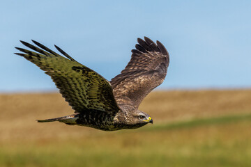 Mäusebussard (Buteo buteo)