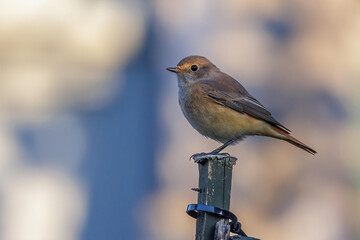 Gartenrotschwanz (Phoenicurus phoenicurus) Weibchen