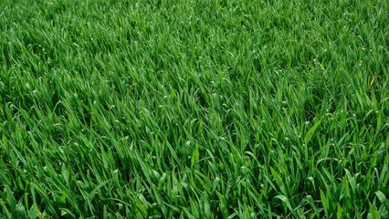 Obraz premium Lush green grass field with dense vegetation.