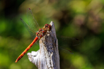 Gemeine Heidelibelle (Sympetrum vulgatum) Männchen