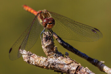 Gemeine Heidelibelle (Sympetrum vulgatum) M&auml;nnchen