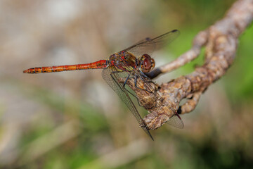 Gemeine Heidelibelle (Sympetrum vulgatum) M&auml;nnchen