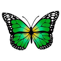 butter flay tattoo design. Vector illustration