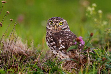 Steinkauz (Athene noctua)