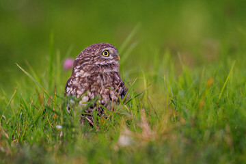Steinkauz (Athene noctua)