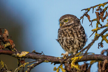 Steinkauz (Athene noctua)