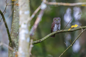 Sperlingskauz (Glaucidium passerinum)