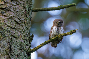 Sperlingskauz (Glaucidium passerinum)