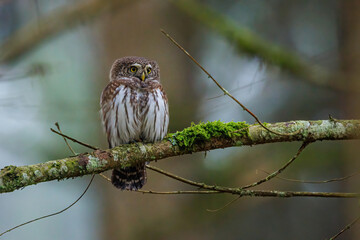 Sperlingskauz (Glaucidium passerinum)