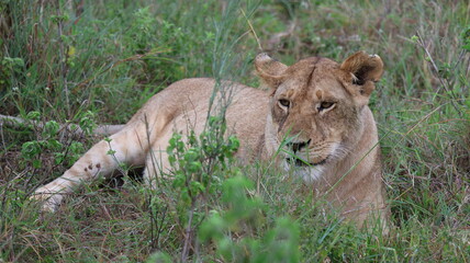 Naklejka premium Close-up portrait of a female lion, capturing intense gaze, natural beauty, and the quiet strength of Africa’s iconic predator.