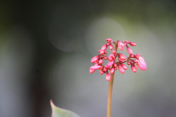 Pink Oleander Flowers in Soft Natural Light