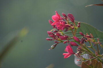 Pink Oleander Flowers in Soft Natural Light