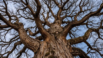 A large tree with bare branches viewed from below against a cloudy sky.