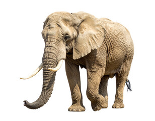 Fototapeta premium Elefant isoliert auf weißem Hintergrund, Freisteller, , Wildtier, transparent 