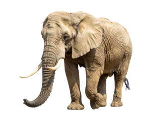 Elefant isoliert auf weißem Hintergrund, Freisteller, , Wildtier, transparent	