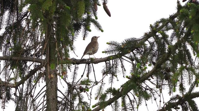 A song thrush (Turdus philomelos) singing while sitting on a branch of a fir.