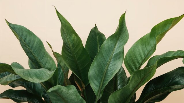 A lush green plant with broad, glossy leaves against a neutral background. - Powered by Adobe