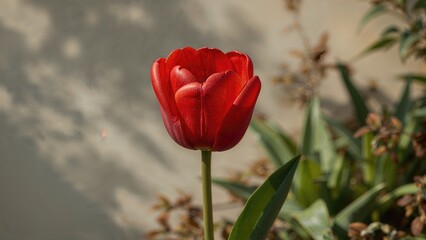 Red tulip flower with green leaves, garden background, close-up, vibrant colors.
