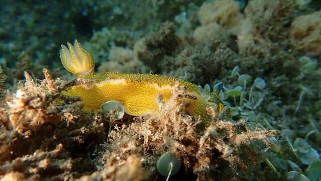 Giant doris or Regal sea goddess (Felimare picta) undersea, Ligurian Sea, Italy, Imperia