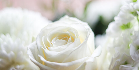 White rose blooming among green foliage and other delicate white flowers, symbolizing romance, purity, and weddings