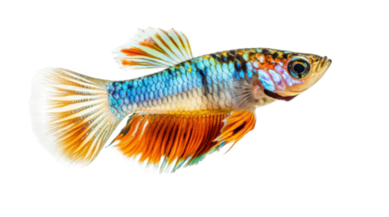 A fish with orange and blue fins swimming in a tank