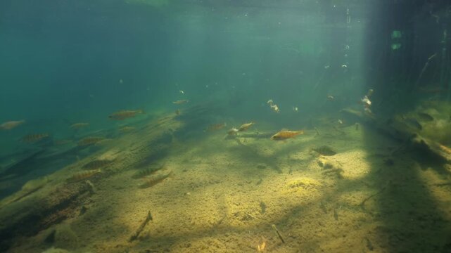 Group of small European perch swimming slowly in shore water