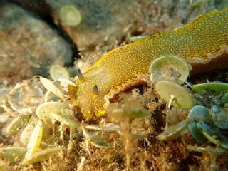Giant doris or Regal sea goddess (Felimare picta) undersea, Ligurian Sea, Italy, Imperia