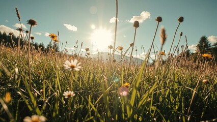 Fototapeta premium Sunlight over a meadow with wildflowers, capturing a peaceful and natural scene.