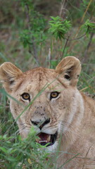 Naklejka premium A close-up portrait of a female lion capturing calm strength, sharp focus, and elegant beauty in the wild.