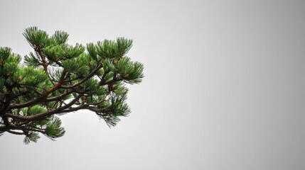 Minimalist pine tree branch on blank background capturing nature's simplicity