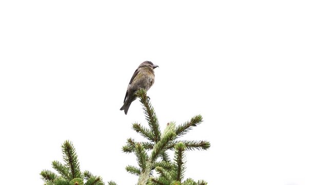A female red crossbill or common crossbill (Loxia curvirostra) sitting on the branch of a fir