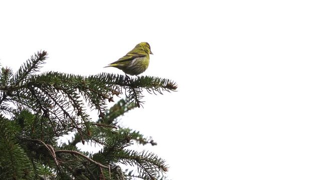 A Eurasian siskin (Spinus spinus) sitting on the branch of a fir