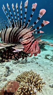 Common lionfish (pterois miles). Taking in Red Sea, Egypt.