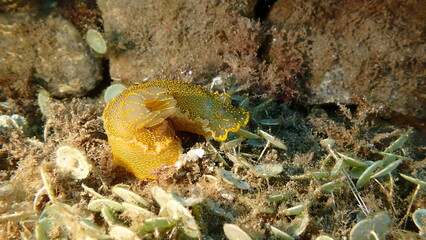 Giant doris or Regal sea goddess (Felimare picta) undersea, Ligurian Sea, Italy, Imperia