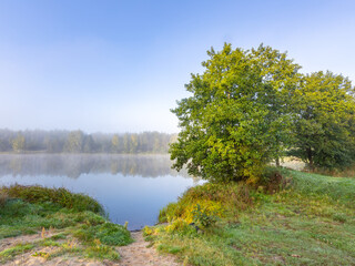Tree is growing near a body of water