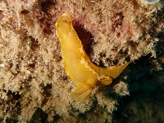 Giant doris or Regal sea goddess (Felimare picta) undersea, Ligurian Sea, Italy, Imperia