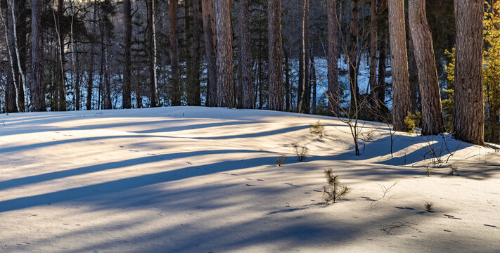 Snowy field with trees in the background
