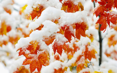 A tree branch covered in snow and leaves.