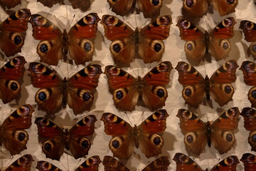 Fototapeta premium natural history museum