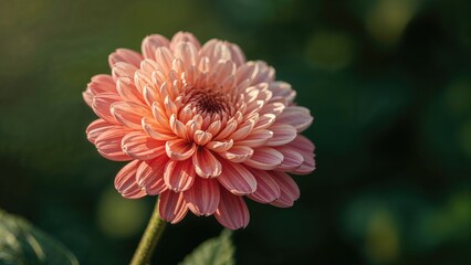 Close-up of a pink chrysanthemum flower with green background.