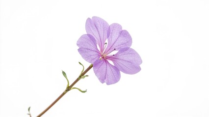 Obraz premium Purple flower on a thin stem with a white background.