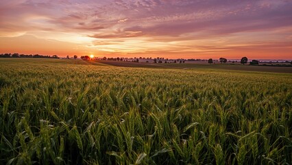 Sunset over lush green fields at dusk with a colorful sky and scattered trees. Agriculture and rural landscape. Nature and tranquility.
