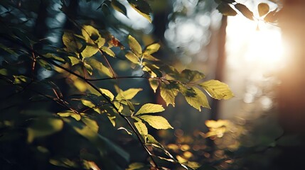 Sunlight filters through green leaves on a tree branch creating a warm natural scene ideal for nature and tranquility themes