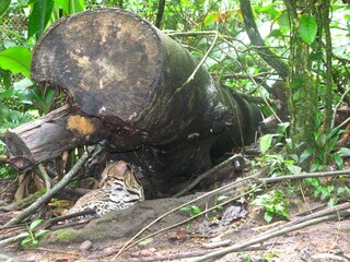 An ocelot lies beneath a fallen log in the lush Amazon rainforest, blending naturally with its wild habitat.