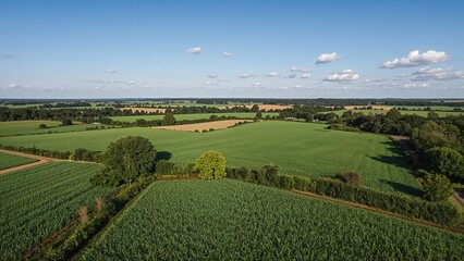 Fototapeta premium Vast agricultural landscape with fields, trees, and blue sky, showcasing rural farming scenery and open countryside.