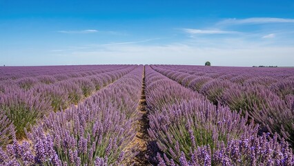 Fototapeta premium A vast lavender field in full bloom under a blue sky with a few clouds, featuring neatly arranged rows of purple lavender plants stretched into the distance.