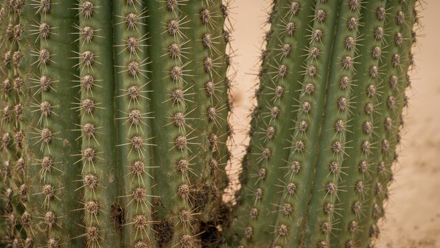 Close-up of cactus plants with spines, desert environment, and sandy background.