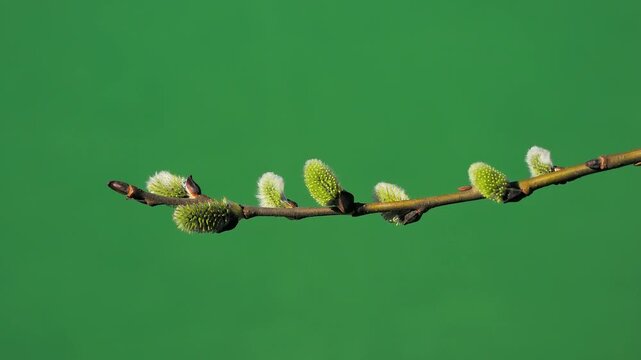 Easter symbol, first flowers of the willow tree in early spring on a green screen