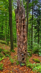 Stare drzewo w g&oacute;rach 