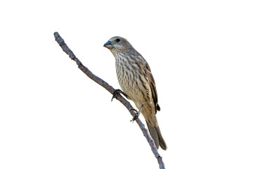 House Finch (Carpodacus mexicanus) Photo, Perched on a Transparent Isolated PNG Background